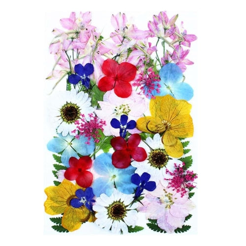 Flores Naturais secas prensadas
