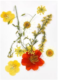 Flores Naturais secas prensadas