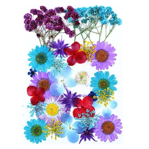 Flores Naturais secas prensadas