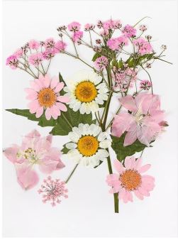 Flores Naturais secas prensadas