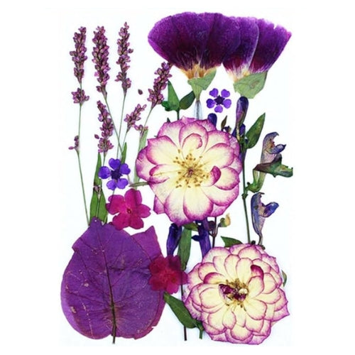 Flores Naturais secas prensadas