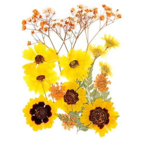 Flores Naturais secas prensadas