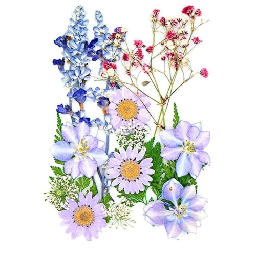 Flores Naturais secas prensadas