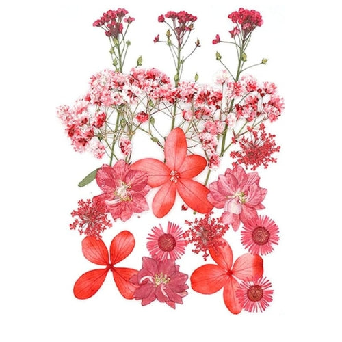 Flores Naturais secas prensadas