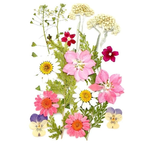 Flores Naturais secas prensadas