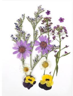 Flores Naturais secas prensadas