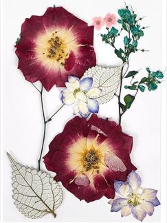 Flores Naturais secas prensadas