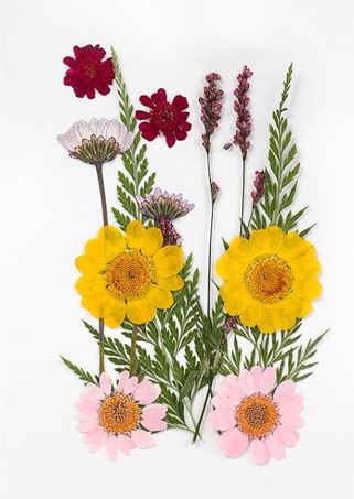 Flores Naturais secas prensadas
