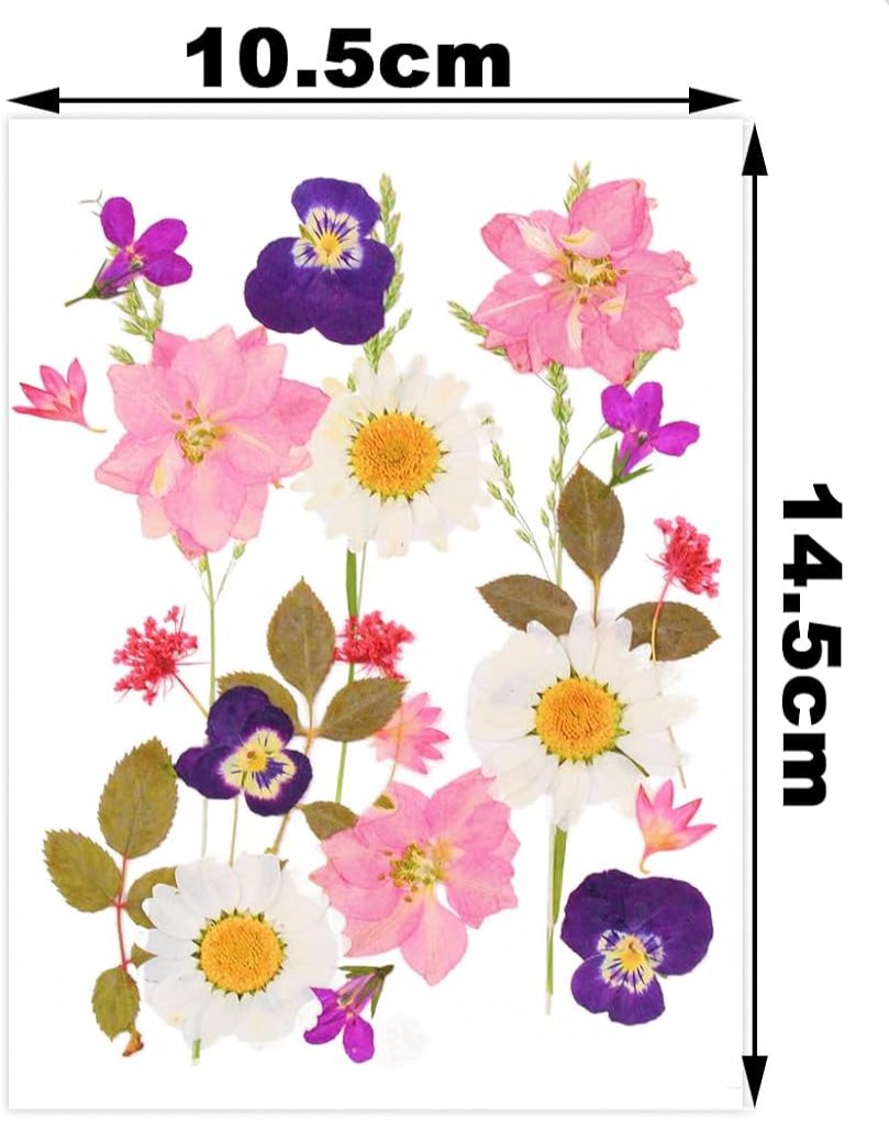 Flores Naturais secas prensadas