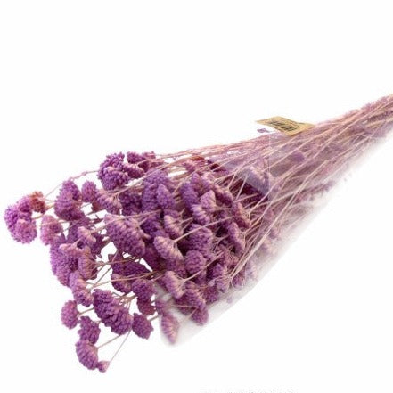 FLOR SECA ACHILLEA SILVESTRE I COR LILÁS 60 CM