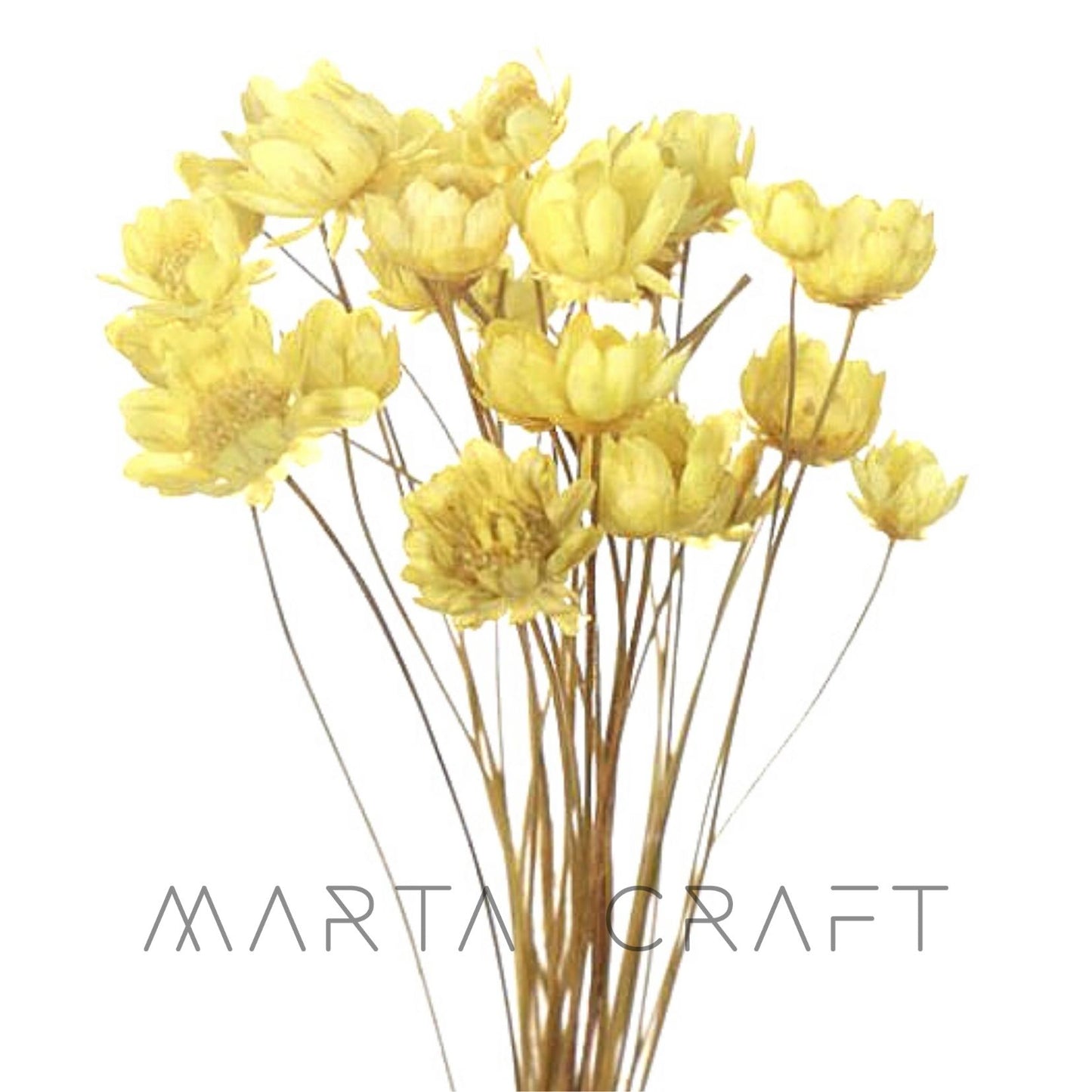 Glixias Flores Secas Preservadas ( Mini )± 100 cabeças