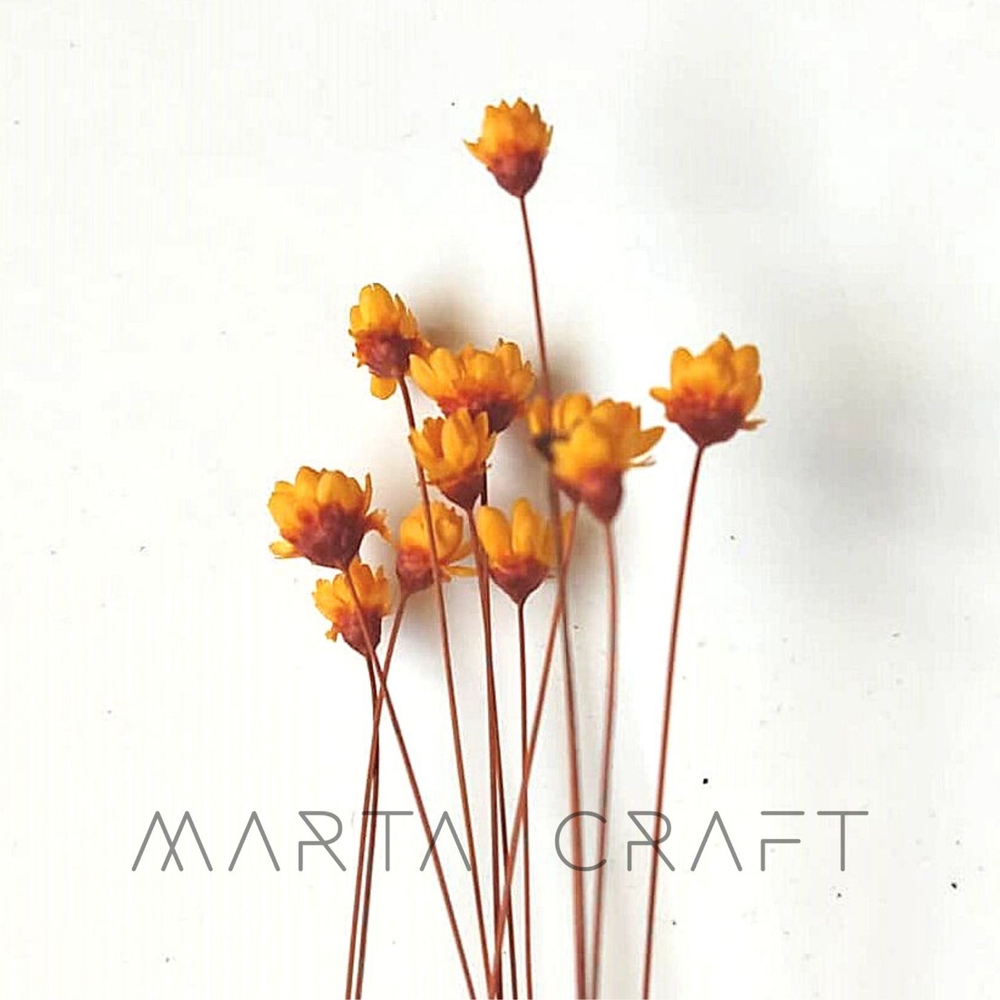 Glixias Flores Secas Preservadas ( Mini )± 100 cabeças