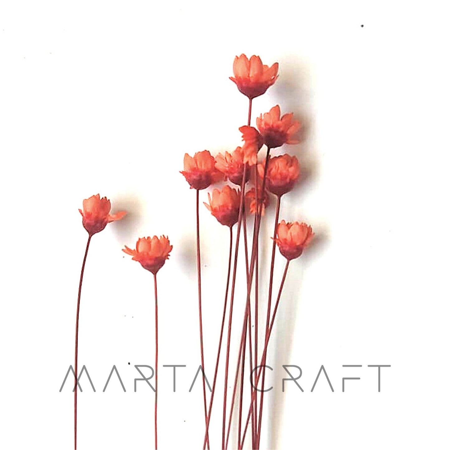 Glixias Flores Secas Preservadas ( Mini )± 100 cabeças