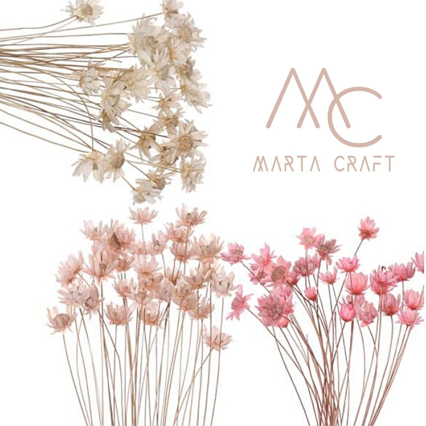 Glixias Flores Secas Preservadas ( Mini )± 100 cabeças