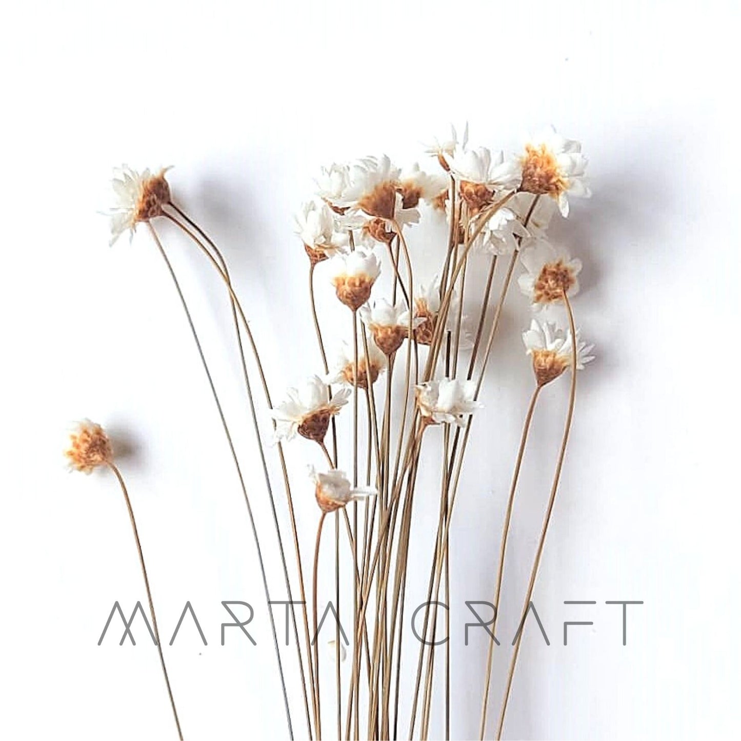 Glixias Flores Secas Preservadas ( Mini )± 100 cabeças