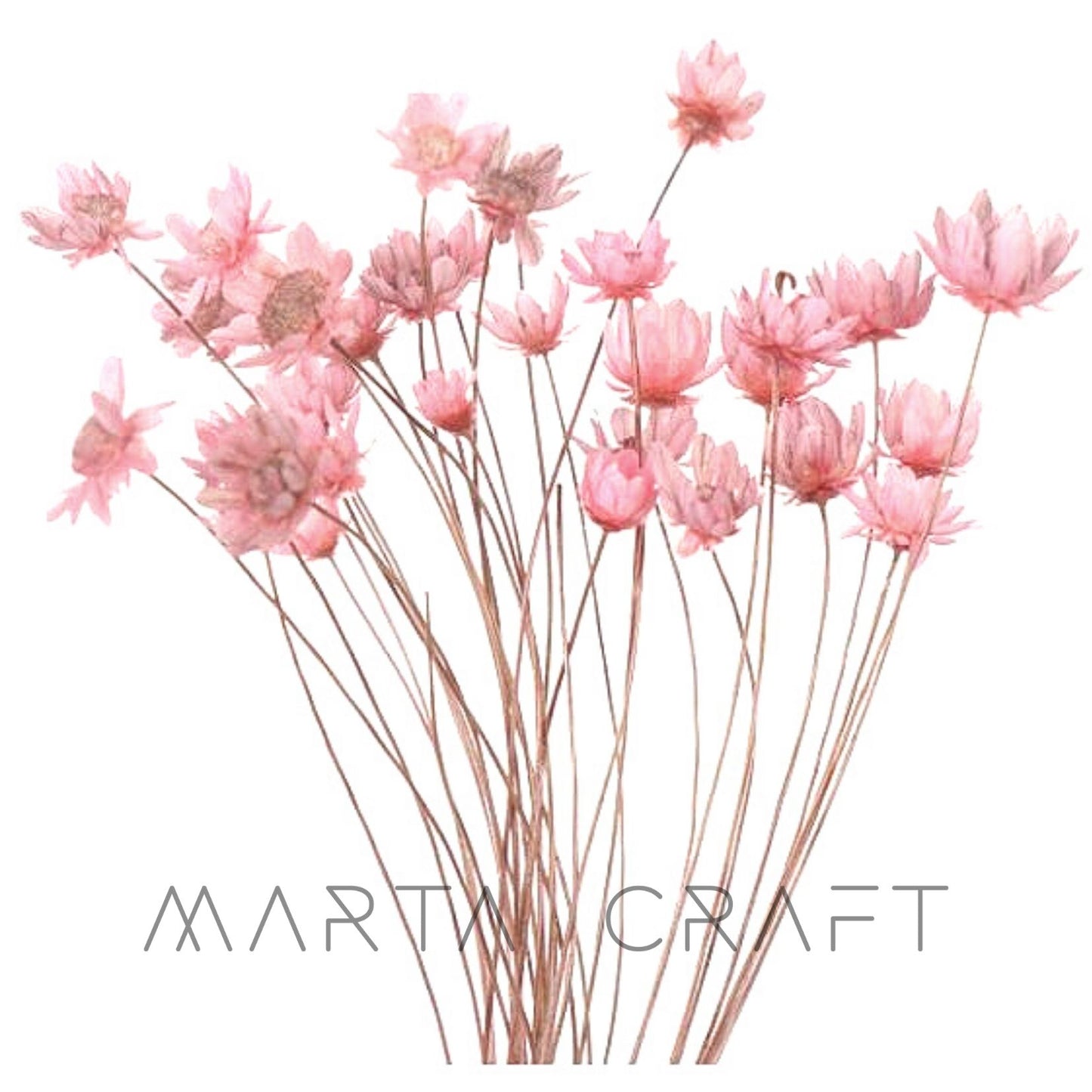 Glixias Flores Secas Preservadas ( Mini )± 100 cabeças