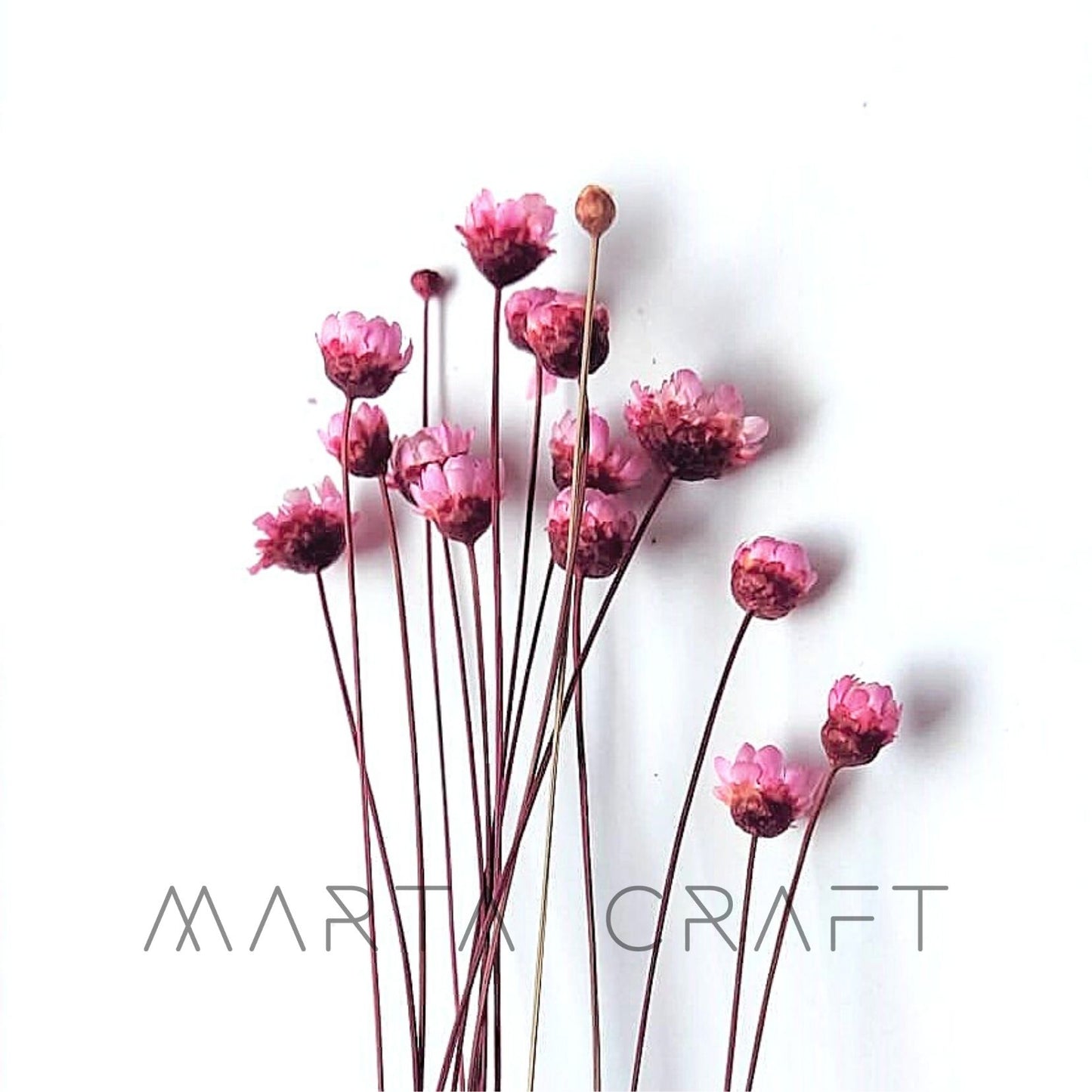 Glixias Flores Secas Preservadas ( Mini )± 100 cabeças