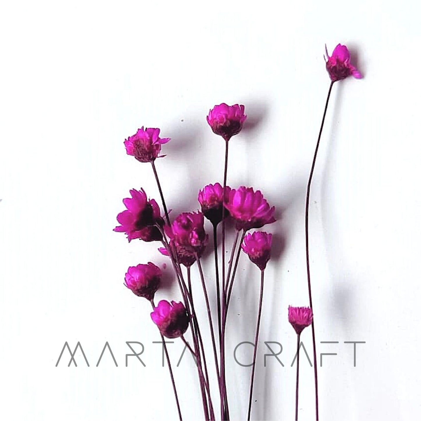 Glixias Flores Secas Preservadas ( Mini )± 100 cabeças