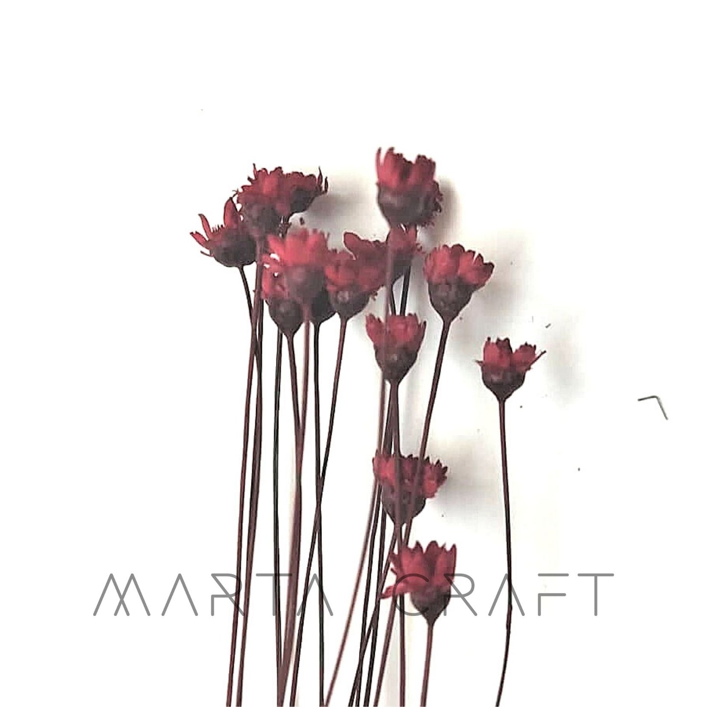 Glixias Flores Secas Preservadas ( Mini )± 100 cabeças