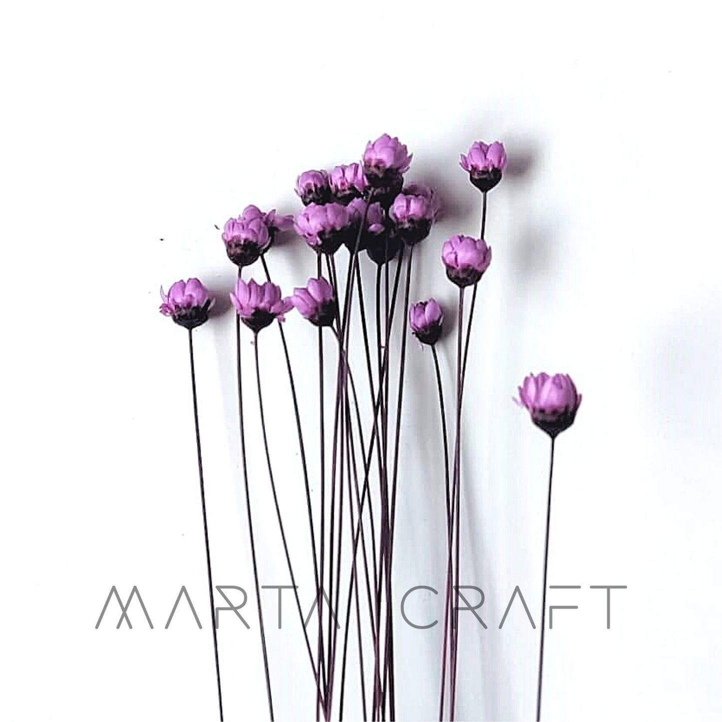 Glixias Flores Secas Preservadas ( Mini )± 100 cabeças