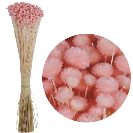 FLOR SECA PRESERVADA AMARELINHO I COR ROSA 45 CM