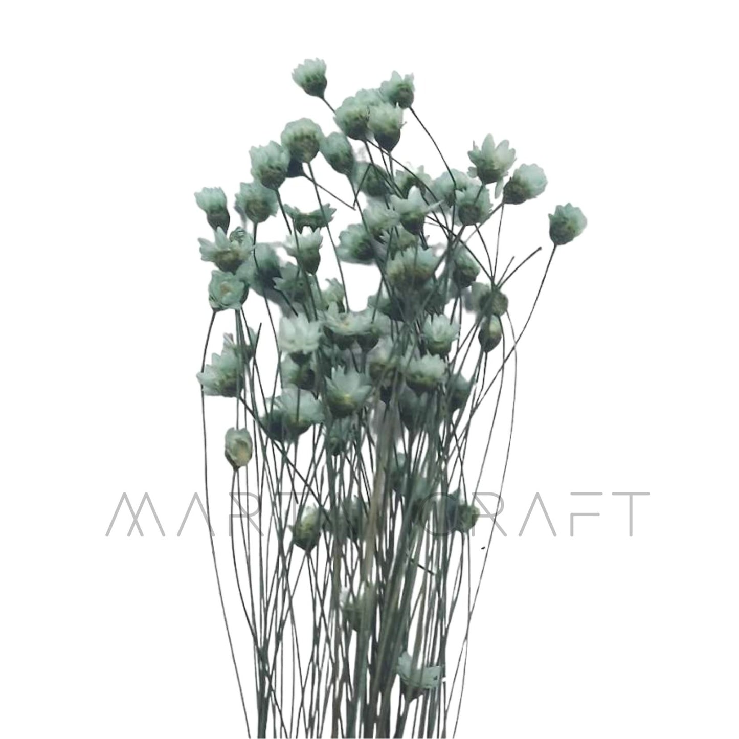 Glixias Flores Secas Preservadas ( Mini )± 100 cabeças
