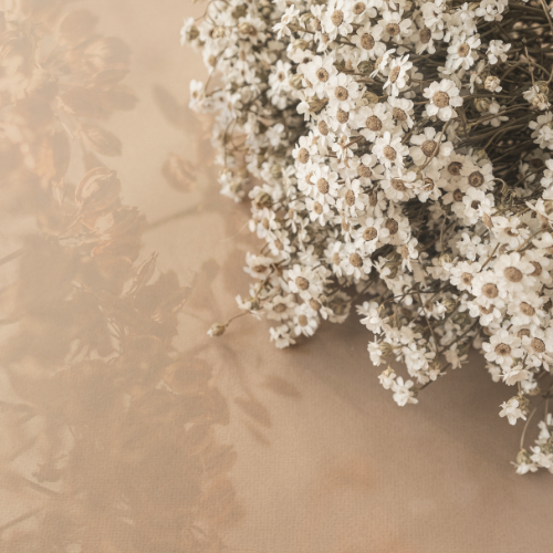 Flores e Décor
