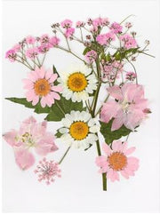 Flores Naturais secas prensadas