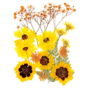 Flores Naturais secas prensadas