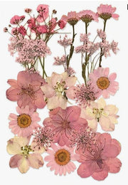 Flores Naturais secas prensadas