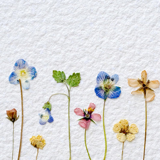 Flores Naturais secas prensadas