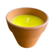 Essência aromática concentrada - Citronella