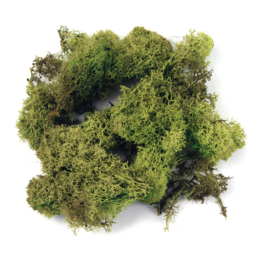 Musgo da Islândia Verde Claro 30g