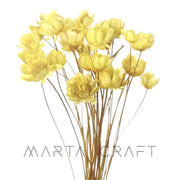 Glixias Flores Secas Preservadas ( Mini )± 100 cabeças 