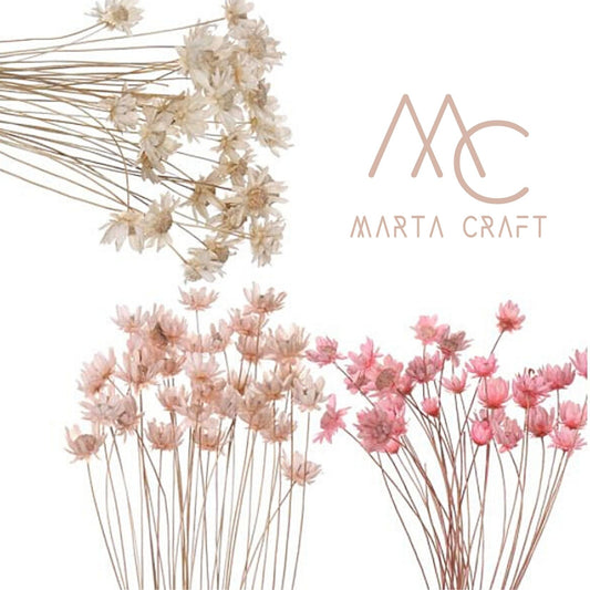 Glixias Flores Secas Preservadas ( Mini )± 100 cabeças