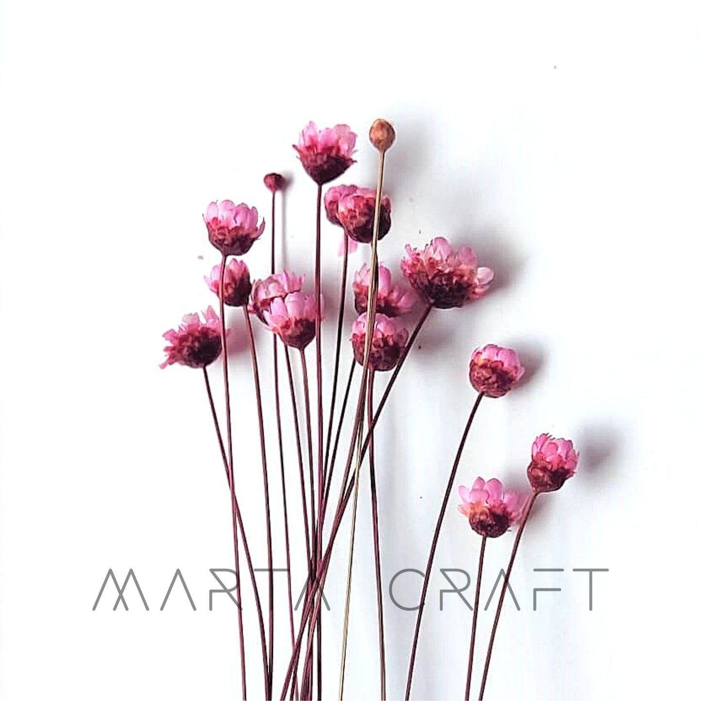 Glixias Flores Secas Preservadas ( Mini )± 100 cabeças 