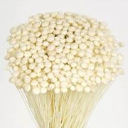 FLOR SECA  PRESERVADA AMARELINHO I COR BRANCO  45 CM
