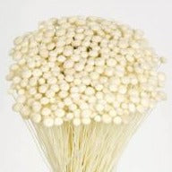 FLOR SECA PRESERVADA AMARELINHO I COR BRANCO 45 CM