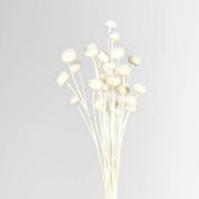 FLOR SECA  PRESERVADA AMARELINHO I COR BRANCO  45 CM