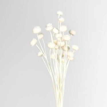 FLOR SECA PRESERVADA AMARELINHO I COR BRANCO 45 CM